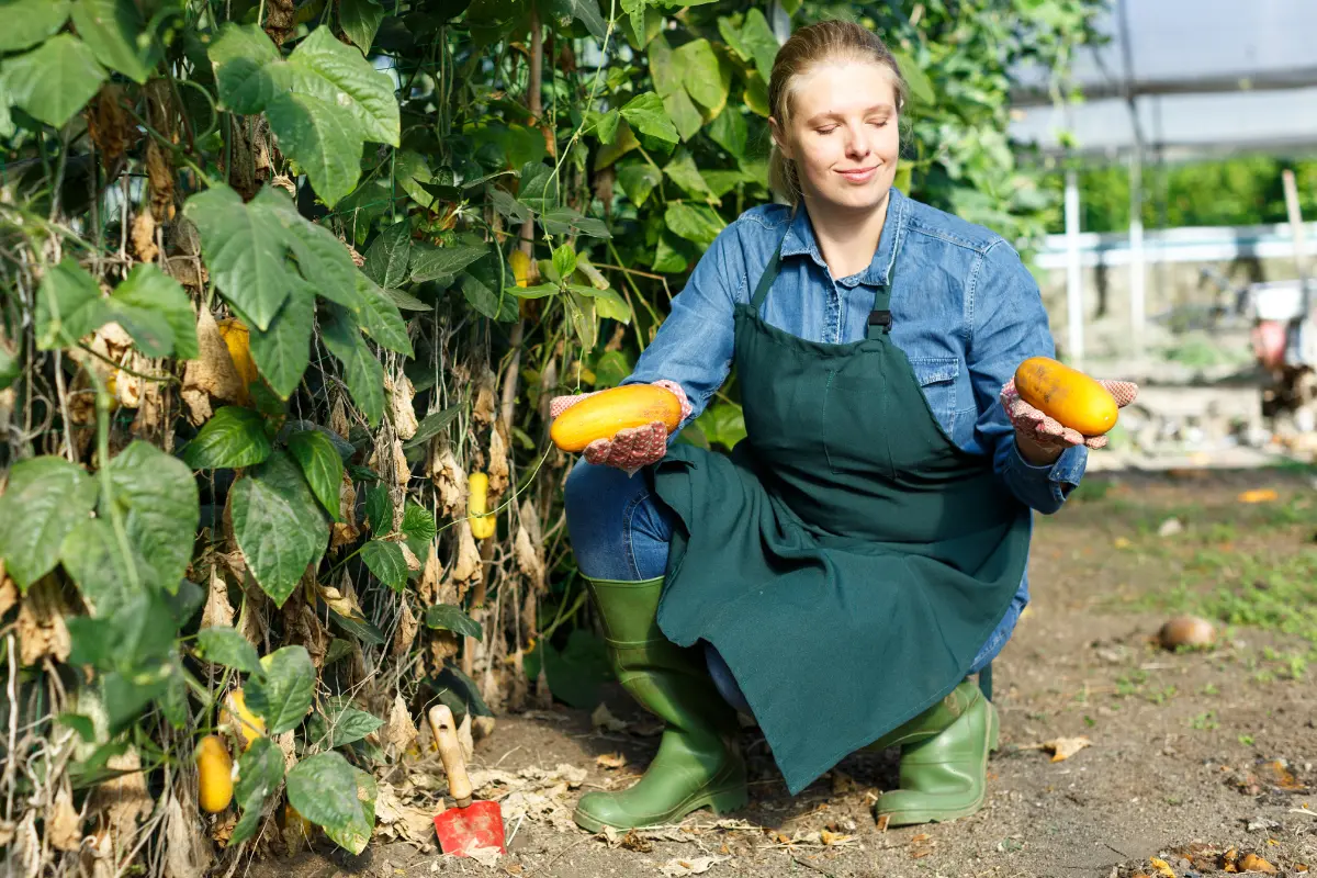 Garden plan preview on screen