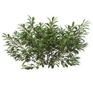 Shrubs