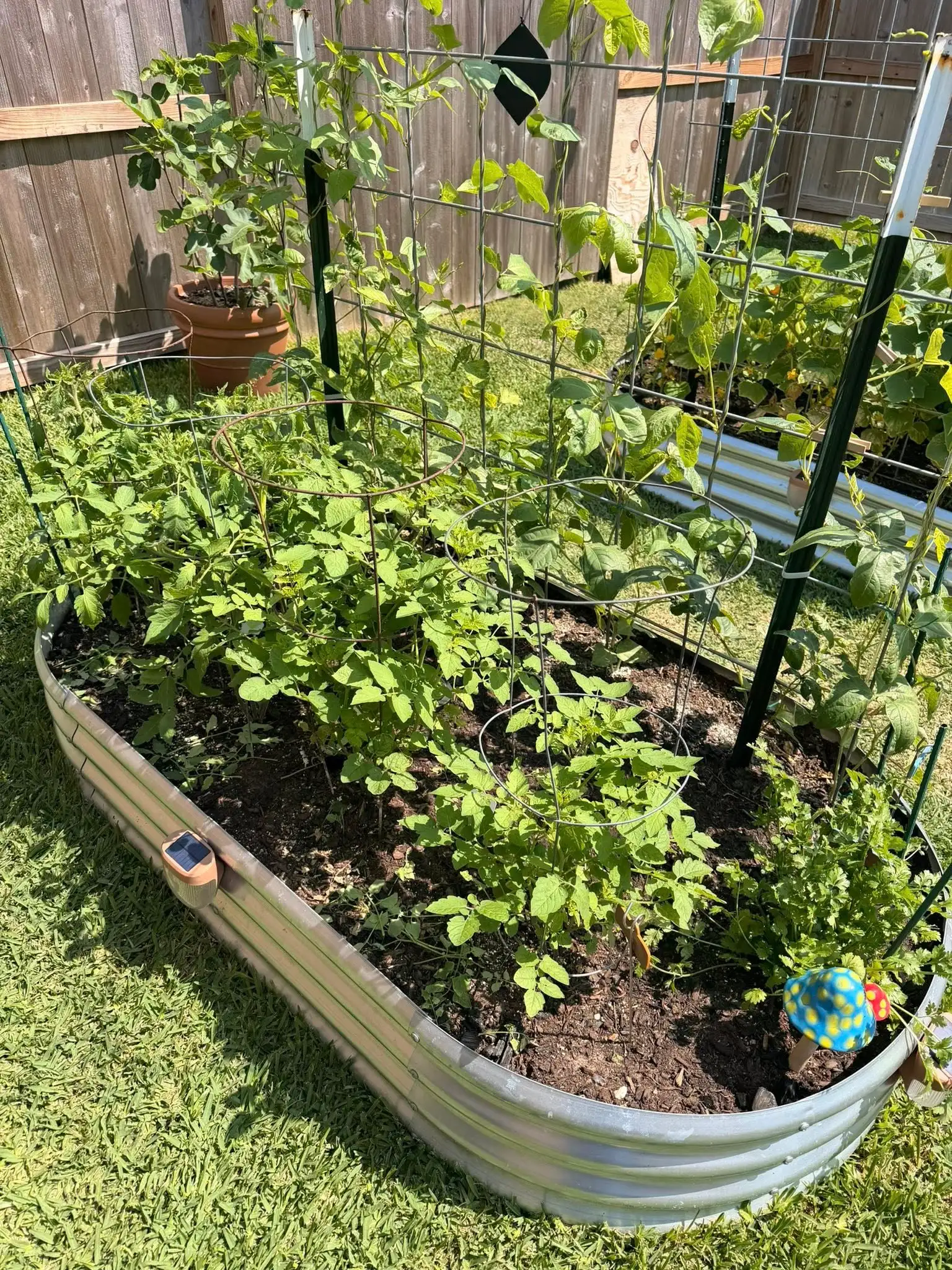 Garden calendar for the season