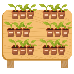 Seedling Nursery