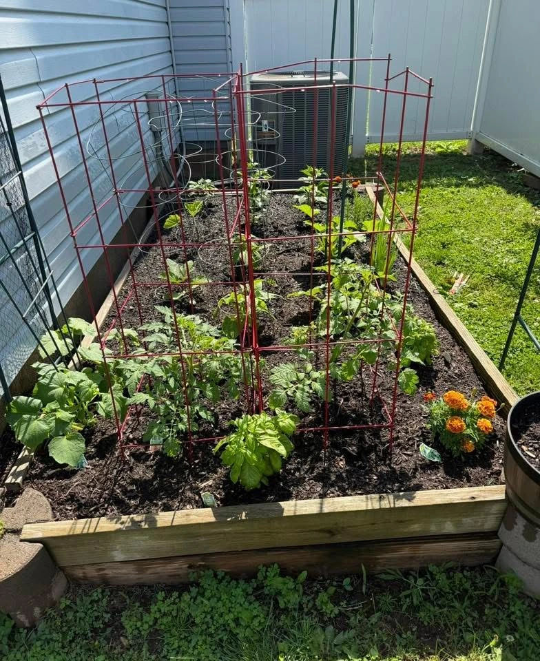 Garden pest identification tips