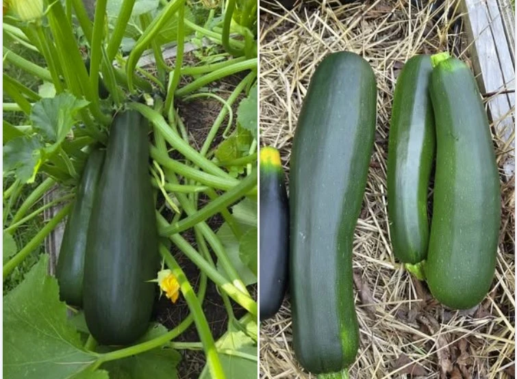 Tomato seedlings in the garden